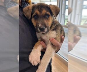 Beagle-German Shepherd Dog Mix Dogs for adoption in Pearland, TX, USA