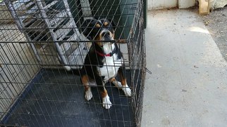 Medium Photo #1 Greater Swiss Mountain Dog-Saint Bernard Mix Puppy For Sale in Tiptonville,, TN, USA