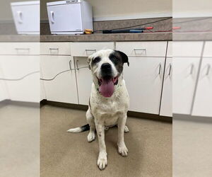 Saint Bernard-Unknown Mix Dogs for adoption in Santa Maria, CA, USA