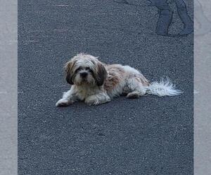 Shih Tzu-Unknown Mix Dogs for adoption in San Antonio, TX, USA