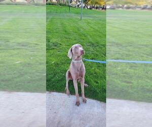 Weimaraner Dogs for adoption in Buckeye, AZ, USA