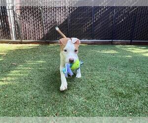 American Pit Bull Terrier Dogs for adoption in Redwood City, CA, USA