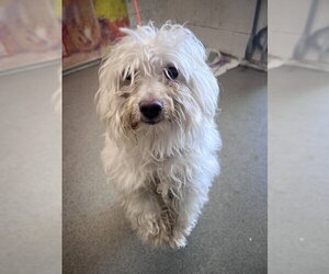 Maltese Dogs for adoption in San Bernardino, CA, USA