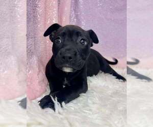 American Pit Bull Terrier-Unknown Mix Dogs for adoption in Clarkesville, GA, USA