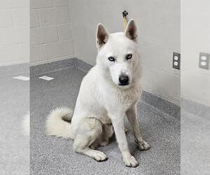 German Shepherd Dog-Siberian Husky Mix Dogs for adoption in Pasadena, TX, USA