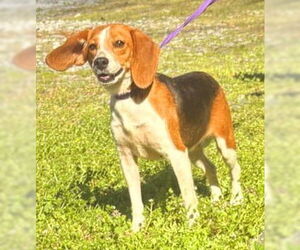 Beagle-Unknown Mix Dogs for adoption in Wetumpka, AL, USA