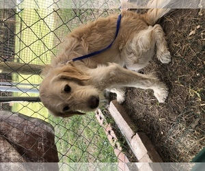 Goldendoodle Dogs for adoption in Royse City , TX, USA