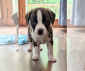 Bearded Collie-Unknown Mix Dogs for adoption in Des Moines, IA, USA