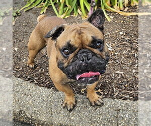 French Bulldog Dogs for adoption in Camarillo, CA, USA