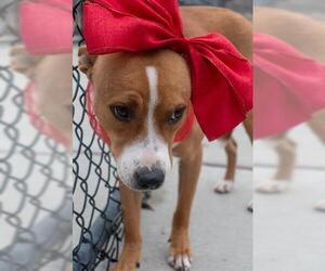 Carolina Dog-Unknown Mix Dogs for adoption in Tulsa, OK, USA