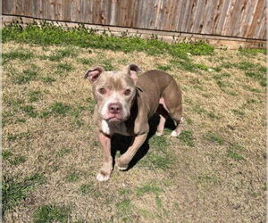American Pit Bull Terrier Dogs for adoption in Plano, TX, USA