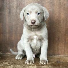 Weimaraner Dogs for adoption in Fredericksburg, TX, USA