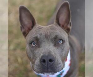 American Staffordshire Terrier-Unknown Mix Dogs for adoption in San Antonio, TX, USA