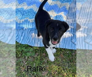 American Pit Bull Terrier-Labrador Retriever Mix Dogs for adoption in Oak Bluffs, MA, USA