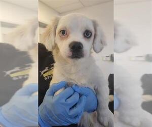 Pekingese-Unknown Mix Dogs for adoption in San Francisco, CA, USA