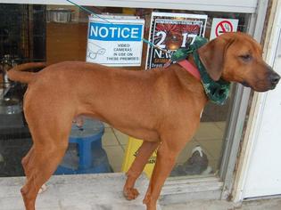 Redbone Coonhound Dogs for adoption in Richmond, IN, USA