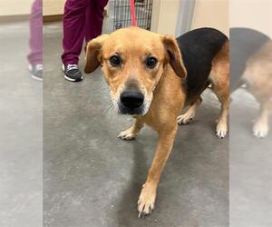 German Shepherd Dog-Unknown Mix Dogs for adoption in Texas City, TX, USA