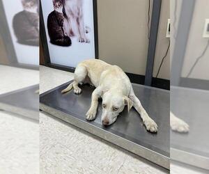 Labrador Retriever-Unknown Mix Dogs for adoption in Conroe, TX, USA