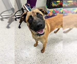 Saint Bernard Dogs for adoption in Brighton, CO, USA