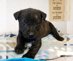 German Shepherd Dog-Unknown Mix Dogs for adoption in San Bernardino, CA, USA