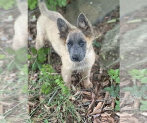 German Shepherd Dog-Unknown Mix Dogs for adoption in Mooresville, NC, USA