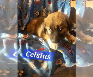 German Shepherd Dog-Huskies Mix Dogs for adoption in Iroquois, IL, USA