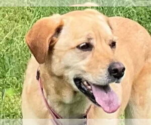 Golden Labrador Dogs for adoption in Cookeville, TN, USA