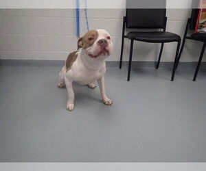 American Bulldog Dogs for adoption in St. Cloud, FL, USA