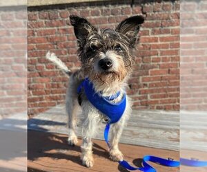 ShiChi Dogs for adoption in Boston, MA, USA
