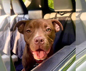 Mutt Dogs for adoption in Canton, CT, USA