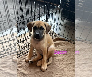 Black Mouth Cur-Boxer Mix Dogs for adoption in Jackson Township, NJ, USA