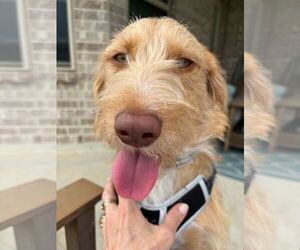 Mutt Dogs for adoption in Rosenberg, TX, USA