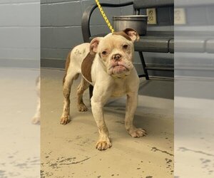 Bulldog-Unknown Mix Dogs for adoption in Tallahassee, FL, USA