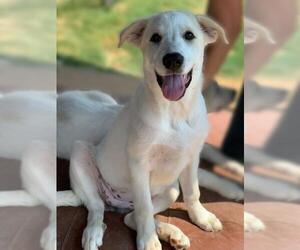 Great Pyrenees Dogs for adoption in Flower Mound, TX, USA