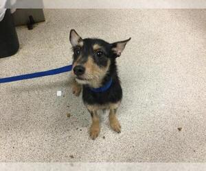 Mutt Dogs for adoption in Riverside, CA, USA