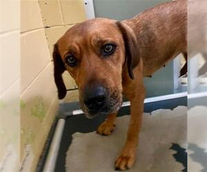 Redbone Coonhound-Unknown Mix Dogs for adoption in Tulsa, OK, USA