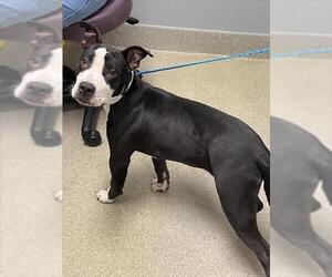 Mutt Dogs for adoption in Las Vegas, NV, USA