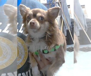 Chihuahua Dogs for adoption in Fayetteville, NC, USA