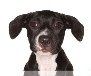 Labrador Retriever-Unknown Mix Dogs for adoption in Oakland Park, FL, USA