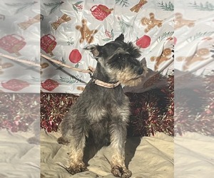 Medium Photo #2 Mutt Puppy For Sale in HOPKINSVILLE/PRINCETON, KY, NH, USA