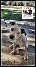American Bulldog Dogs for adoption in Killeen, TX, USA