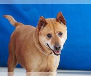 Shiba Inu Dogs for adoption in Pasadena, CA, USA