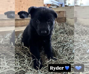 German Shepherd Dog Dogs for adoption in Brewster, NY, USA