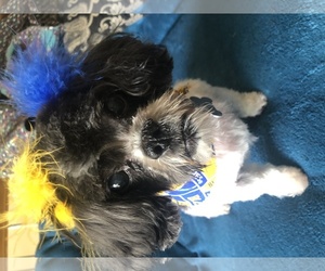 Shih Tzu Dogs for adoption in Pevely, MO, USA