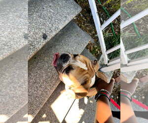 Bulldog Dogs for adoption in New Orleans, LA, USA