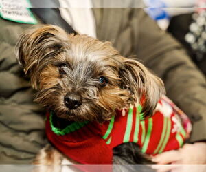 Mutt Dogs for adoption in St. Louis Park, MN, USA