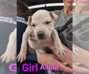 Chinese Shar-Pei-Unknown Mix Dogs for adoption in Evansville, IN, USA