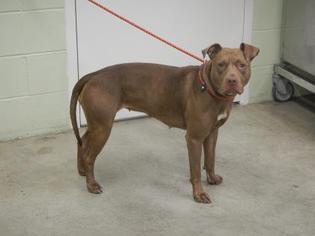 American Pit Bull Terrier-Unknown Mix Dogs for adoption in Hutchinson, KS, USA