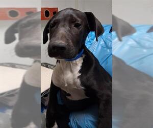 Great Dane-Labrador Retriever Mix Dogs for adoption in Bakersfield, CA, USA