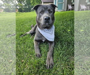 Mastador Dogs for adoption in Princeton, MN, USA